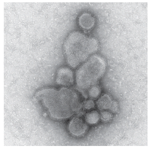 The figure shows an electron micrograph image of avian influenza A/Anhui/1/2013 (H7N9) virus spherical particles characteristic of influenza virions.