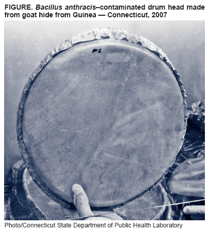 FIGURE. Bacillus anthraciscontaminated drum head made from goat hide from Guinea ?Connecticut, 2007