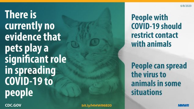 First Reported Cases of SARS-CoV-2 Infection in Companion Animals — New York, March–April 2020 The figure shows an image of a cat with text overlay describing that there is currently no evidence that pets play a significant role in spreading COVID-19 to people.