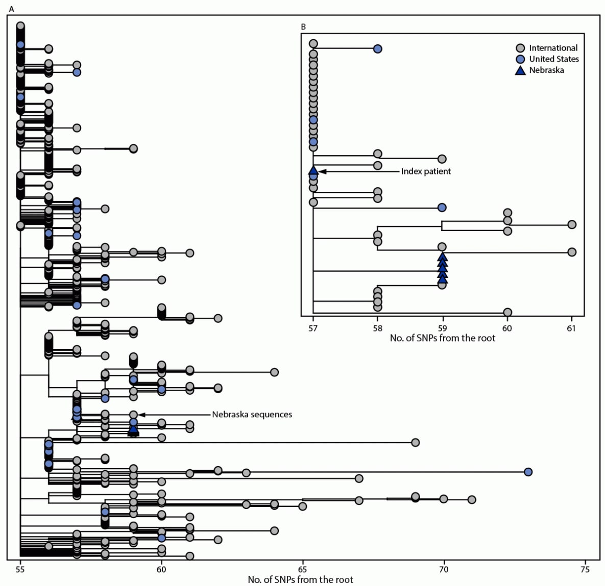 Investigation of a SARS-CoV-2 B.1.1.529 (Omicron) Variant Cluster — Nebraska, November–December 2021 The figure is a two-part phylogenetic tree. Panel A illustrates the global phylogeny of Omicron samples available on Global Initiative on Sharing All Influenza Data as of December 6, 2021 (650 total genomes). Panel B illustrates an expanded view of Omicron sequences collected in Nebraska from November–December 2021.