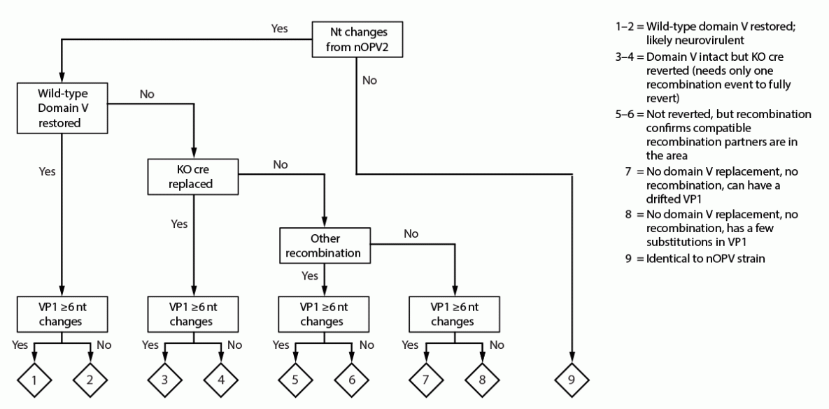 Genetic Characterization of Novel Oral Polio Vaccine Type 2 Viruses During Initial Use Phase Under Emergency Use Listing — Worldwide, March–October 2021 The figure is a flowchart showing classification of novel oral poliovirus vaccine isolates into nine categories based on genome sequence composition during March–October 2021.