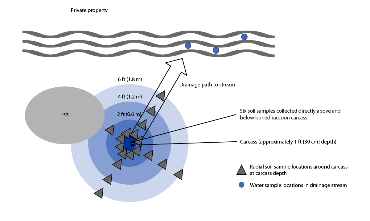 Notes from the Field: Burkholderia pseudomallei Detected in a Raccoon Carcass Linked to a Multistate Aromatherapy-Associated Melioidosis Outbreak — Texas, 2022 The figure is a diagram of the environmental sample locations around the raccoon carcass burial site (aerial view) from the Burkholderia pseudomallei investigation in Texas in 2022.