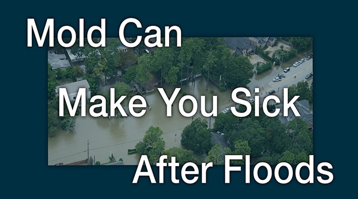 Hurricane Mold