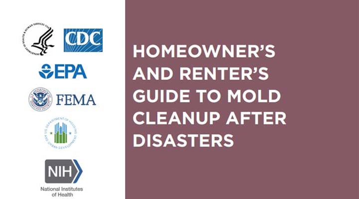 Mold Cleanup Guide