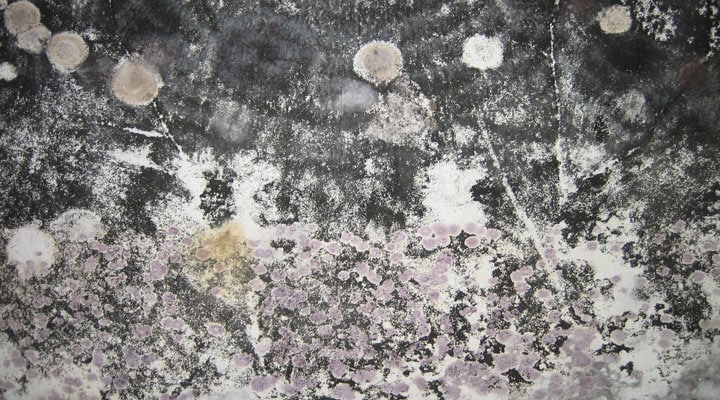 various molds on a wall