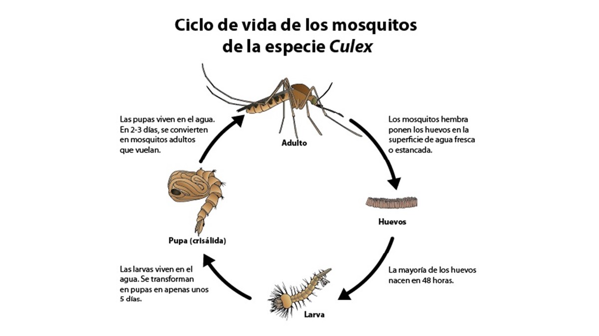 Ciclo de vida del mosquito Culex Ciclo de vida del mosquito Culex: consulte la descripción en los párrafos siguientes
