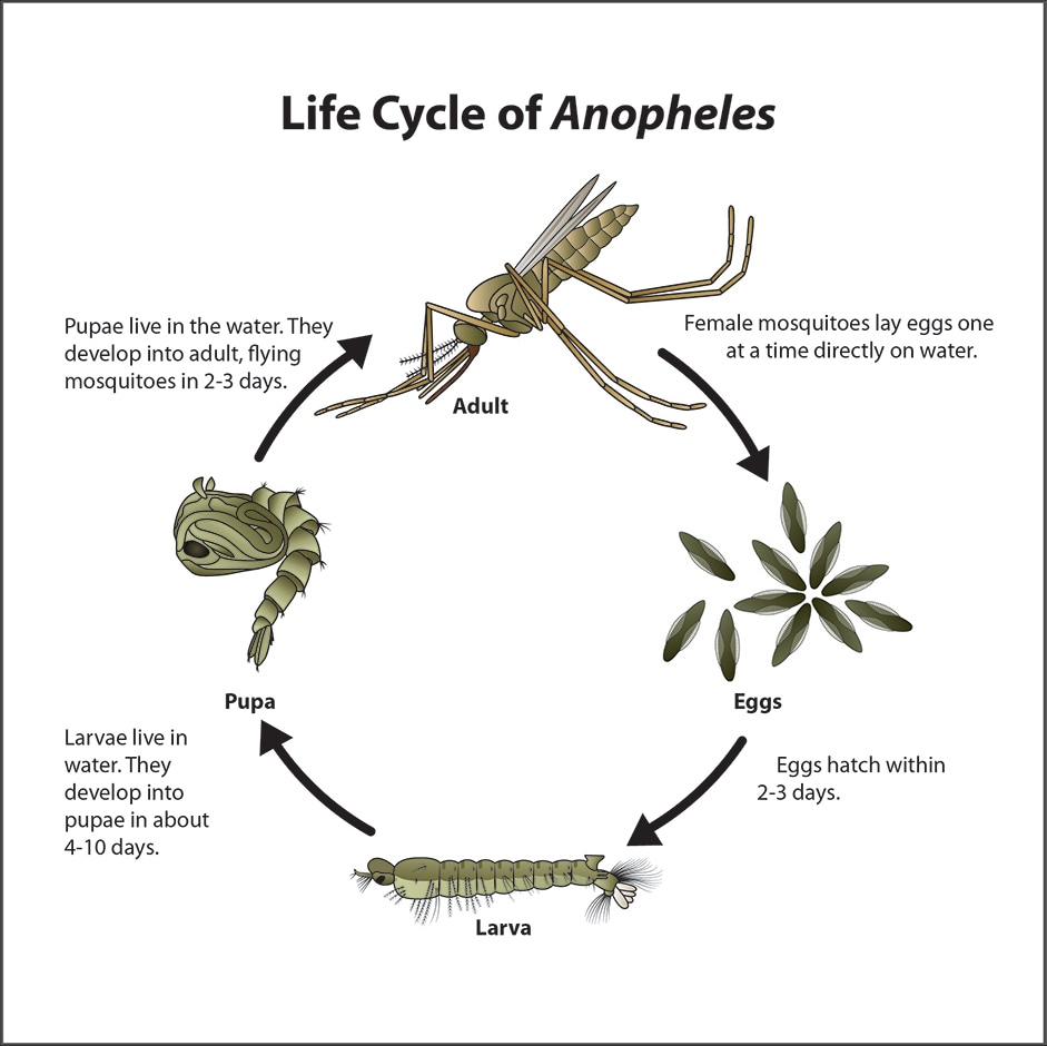 The life cycle of an Anopheles species mosquito includes an adult phase, an egg phase, a larval phase, and a pupal phase. It usually takes 10 to 14 days for an egg to develop into an adult mosquito.
