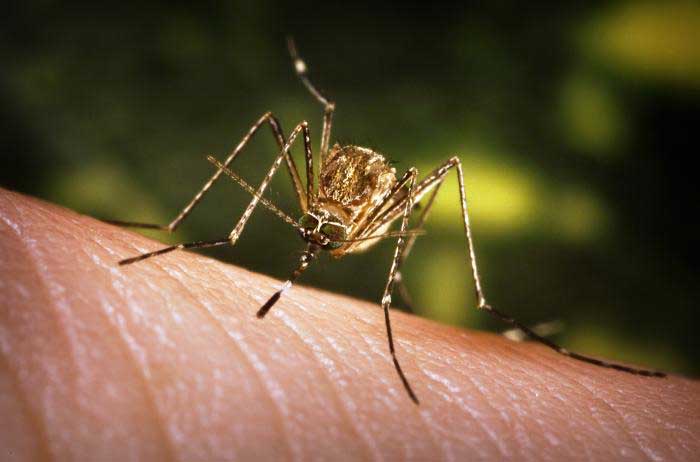 Culex tarsalis mosquito