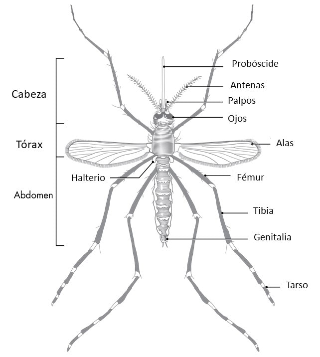 Ilustración que muestra las partes del cuerpo de un mosquito adulto.