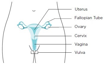 intro04 illustration of the female anatomy