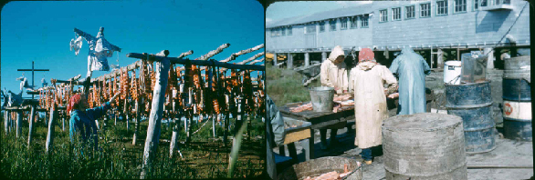 outofcollection02-03 Mission Girls in St. Mary’s, Alaska (along the Andrefski river) cleaning fish (1957-1959).