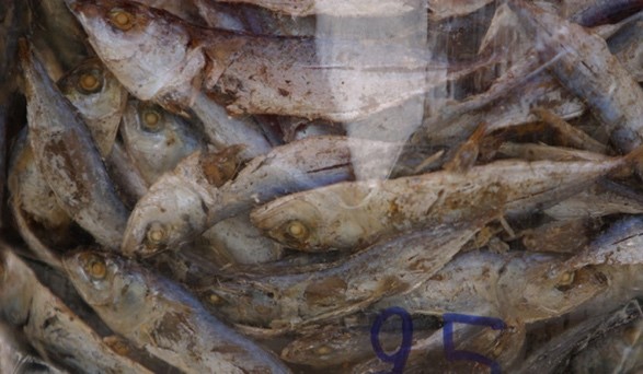 phapproach03 Dead fish