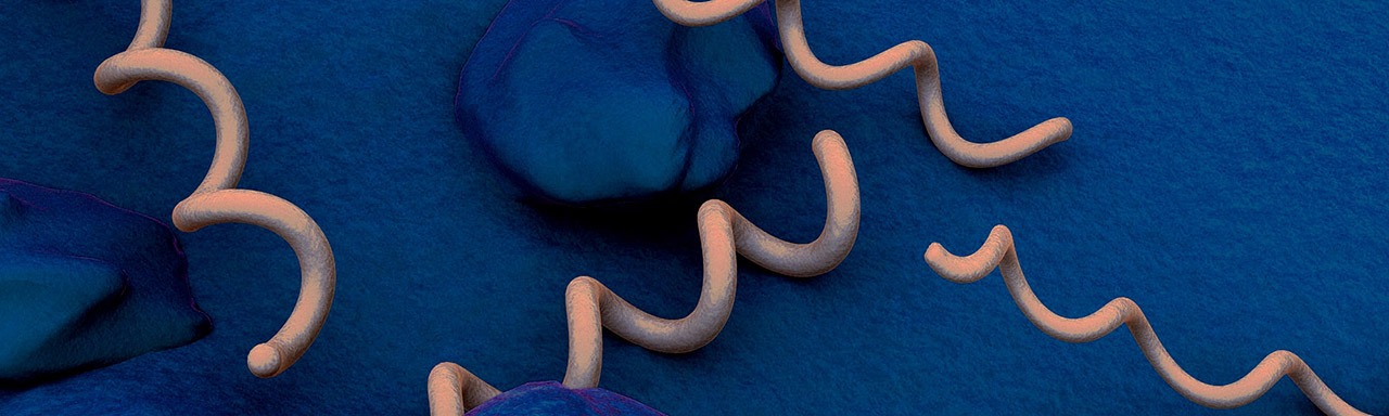 Digital rendering of Treponema pallidum