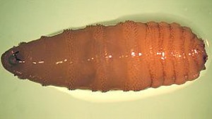 C Hominovorax Cochliomyia hominivorax
