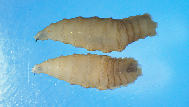 NWS two whole larvae close Two whole New World screwworm larvae