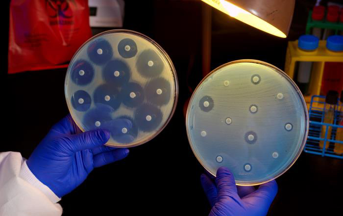 2013 NARMS Human Isolates Report Two Petri dish culture plates growing bacteria in the presence of discs containing various antibiotics. The isolate on the left plate is susceptible to the antibiotics on the discs, and is therefore unable to grow adjacent to the discs. The plate on the right was inoculated with a bacterium that proved to be resistant to all of the antibiotics tested, and is therefore, able to grow near the discs.