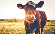 iStock-538027668-cow cow standing in field
