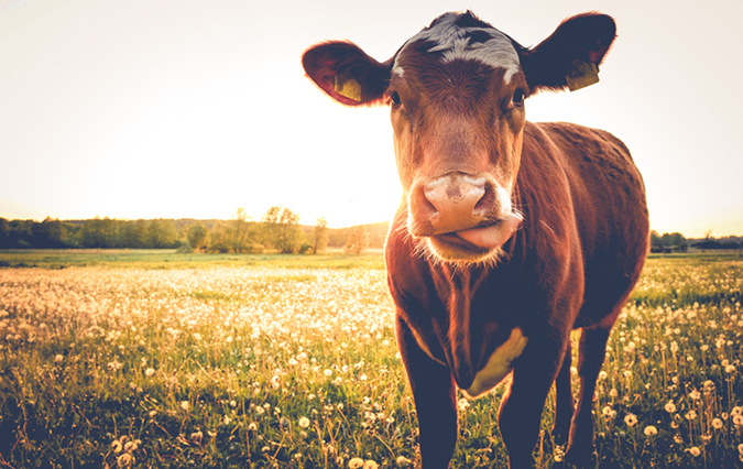 A cow in a field