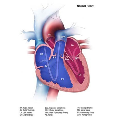 fig.4.16.2 Normal heart