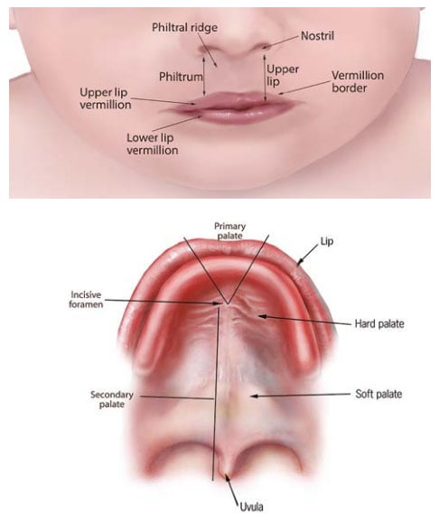 Fig. 25. Anatomy of the lip and palate Fig. 25. Anatomy of the lip and palate