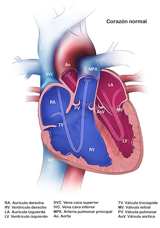 Corazón normal