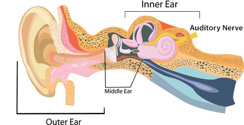 how_do_we_hear.jpg how do we hear?