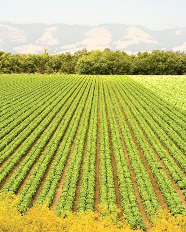 Field with rows of a growing crop.