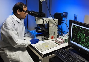 Man in lab looing into a microscope working on free-living amebas specimen analysis