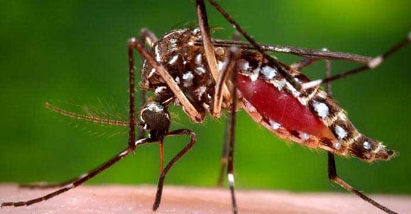 Aedes aegypti mosquito on a host's skin