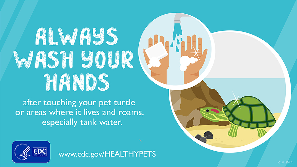 Healthy Pets Healthy People Always Wash Your Hands after touching your pet turtle or areas where it lives and roams, especially tank water.