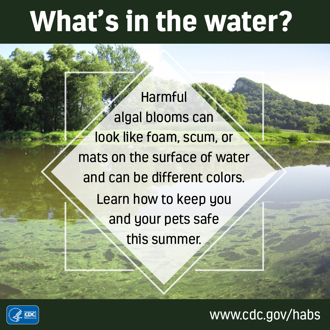 What's in the water? What's in the water?