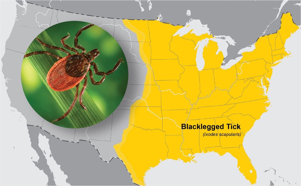 NCEZID Accomplishments 2019 - combating infections in the US The area in yellow shows the estimated distribution of blacklegged or deer ticks, the tick that transmits Lyme disease