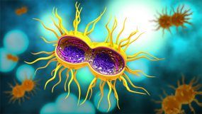 Close-up of neisseria gonorrhea bacteria.