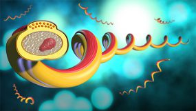 A corkscrew shaped illustration of syphilis bacteria.