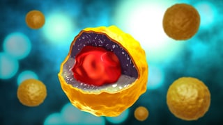 This image is an illustration of Chlamydia trachomatis bacteria. 