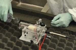A white mouse rests in a small clear tube that is attached to a piece of metal (a plethysmograph). The tube is open at one end and the researcher’s gloved hand moves toward the tube with a silver tube-shaped stopper. The other end of the tube is sealed, with a plastic and metal wire of about ½ inch in diameter attached to it. There are also some thin wire leads attached to the plethysmograph . The researcher is wearing a white disposable lab coat and blue single-use gloves. The plethysmograph sits on a table covered with egg crate foam.