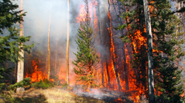 Fighting Wildfires forest fire