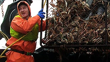 fishingthumbnail.png Pescadores comerciales elevan una trampa para cangrejos en el mar de Bering. Imagen de Johnathan Hillstrand