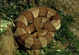 Venomous Snakes Copperhead snake