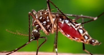 Mosquito-Borne Diseases This 2006 photograph depicted a female Aedes aegypti mosquito while she was in the process of acquiring a blood meal from her human host, who in this instance, was actually the biomedical photographer, James Gathany