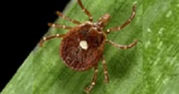 Tick-borne Diseases Lone star tick