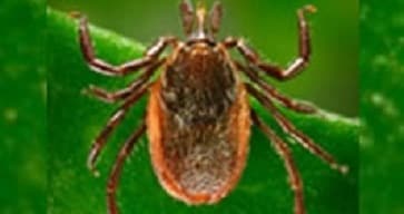 Western Blacklegged tick