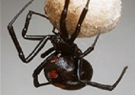 Venomous Spiders Black Widow spider