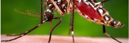 mainTopicImage This 2006 photograph depicted a female Aedes aegypti mosquito while she was in the process of acquiring a blood meal from her human host, who in this instance, was actually the biomedical photographer, James Gathany