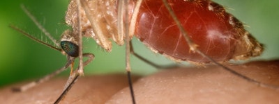 Known as a vector for the West Nile virus, this Culex quinquefasciatus mosquito has landed on a human finger.