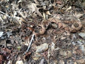 copperhead Copperhead Snake