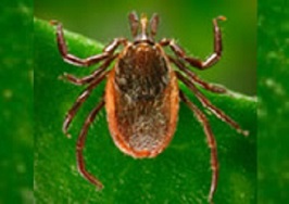 tick2.jpg Western Blacklegged tick