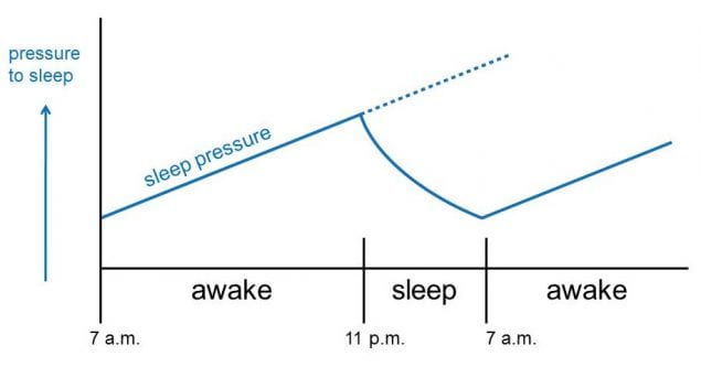 Figure 2.3. Homeostatic sleep drive is the pressure to sleep ( Figure 2.3. Homeostatic sleep drive is the pressure to sleep (