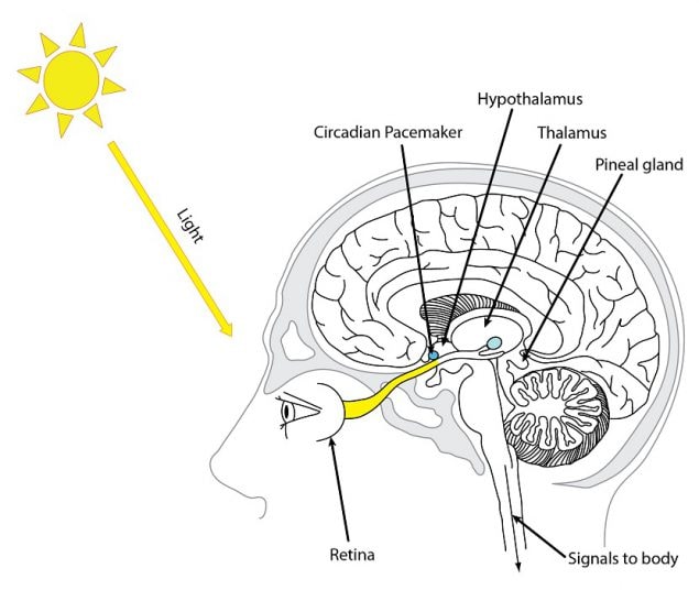 M2F Figure 2.4. Light enters the eyes, stimulating a signal in the back of the retina and down a nerve tract to the circadian pacemaker in the brain.