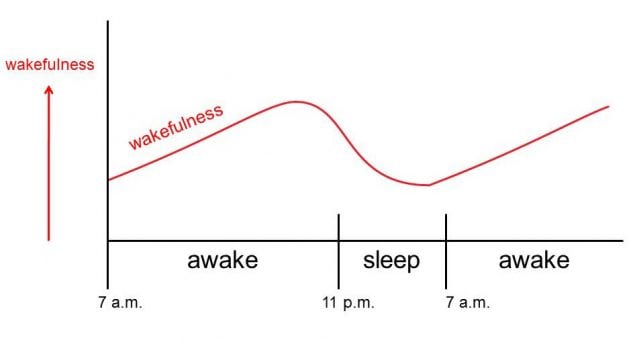 M2G Figure 2.5 is a simple version of the rise and fall of circadian rhythms that promote wakefulness across the 24-hour day.